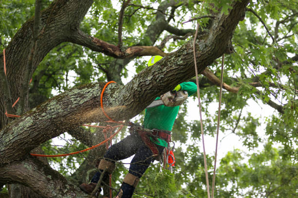 Best Stump Grinding and Removal  in Tiger Point, FL