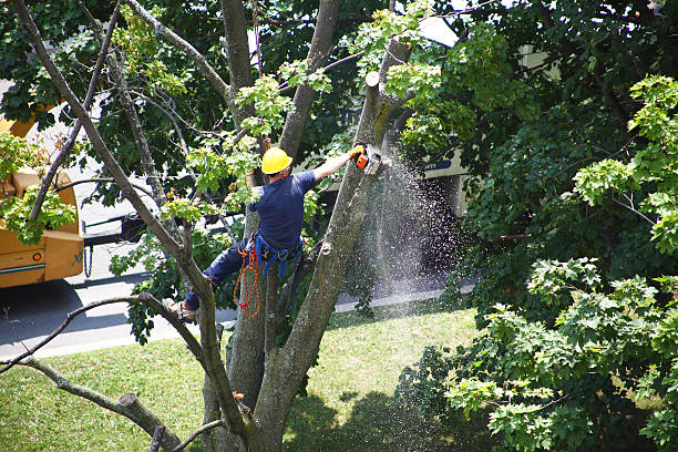 Tiger Point, FL Tree Services Company