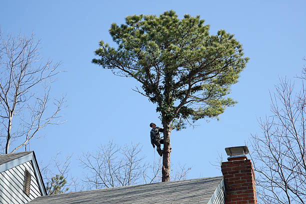 Best Hazardous Tree Removal  in Tiger Point, FL